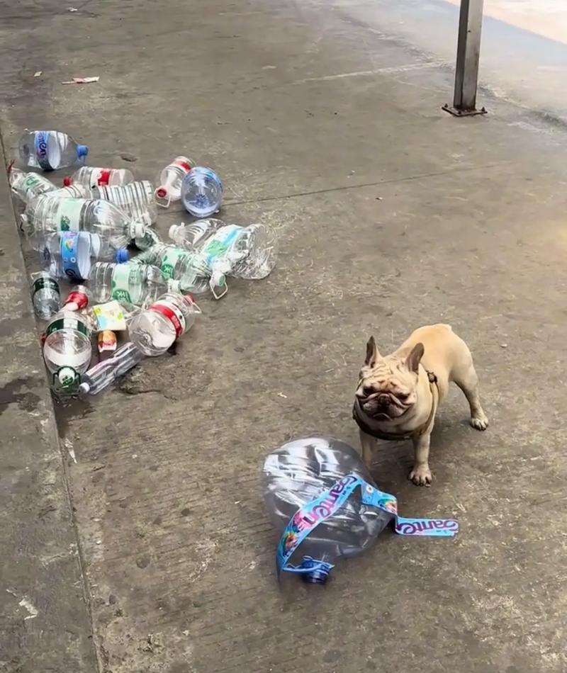 “太头疼了”广东一男子养了一只狗，这只狗与别的狗不同，因为它喜欢捡空瓶子，一捡就