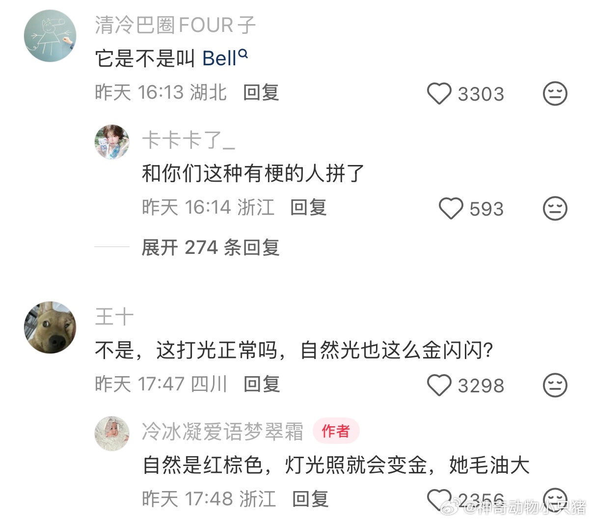 这才是真正的金毛