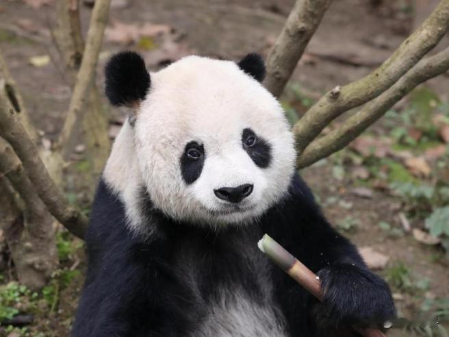 原来熊猫也会记仇啊！全国唯一凭实力混上编制的大熊猫，三放三归，对奶爸“因爱生恨”