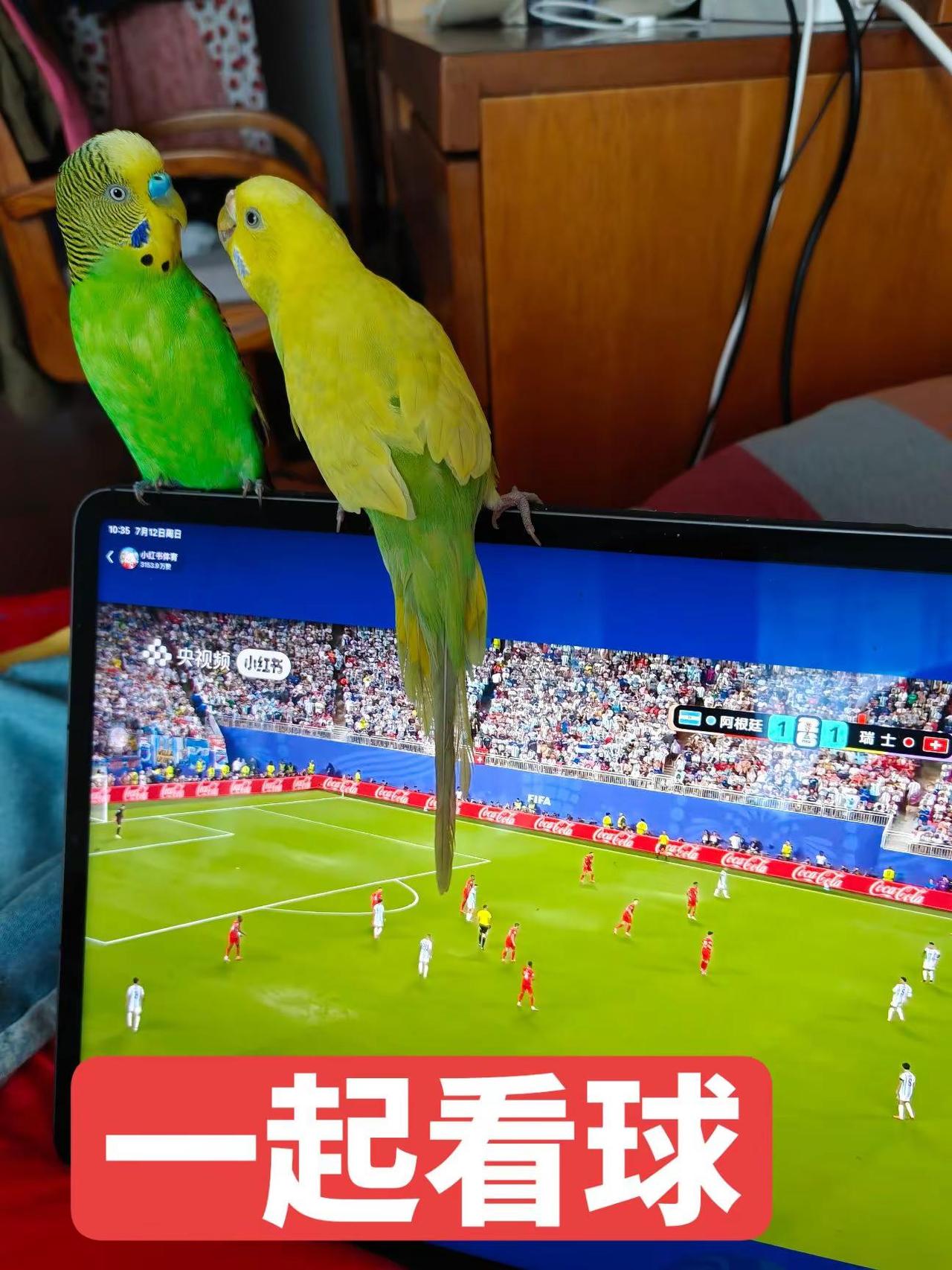 来吧。⚽俩鹦鹉搁平板上看球呢！这是懂球帝本帝吧😂 连比分都瞅得贼认真～下次直接