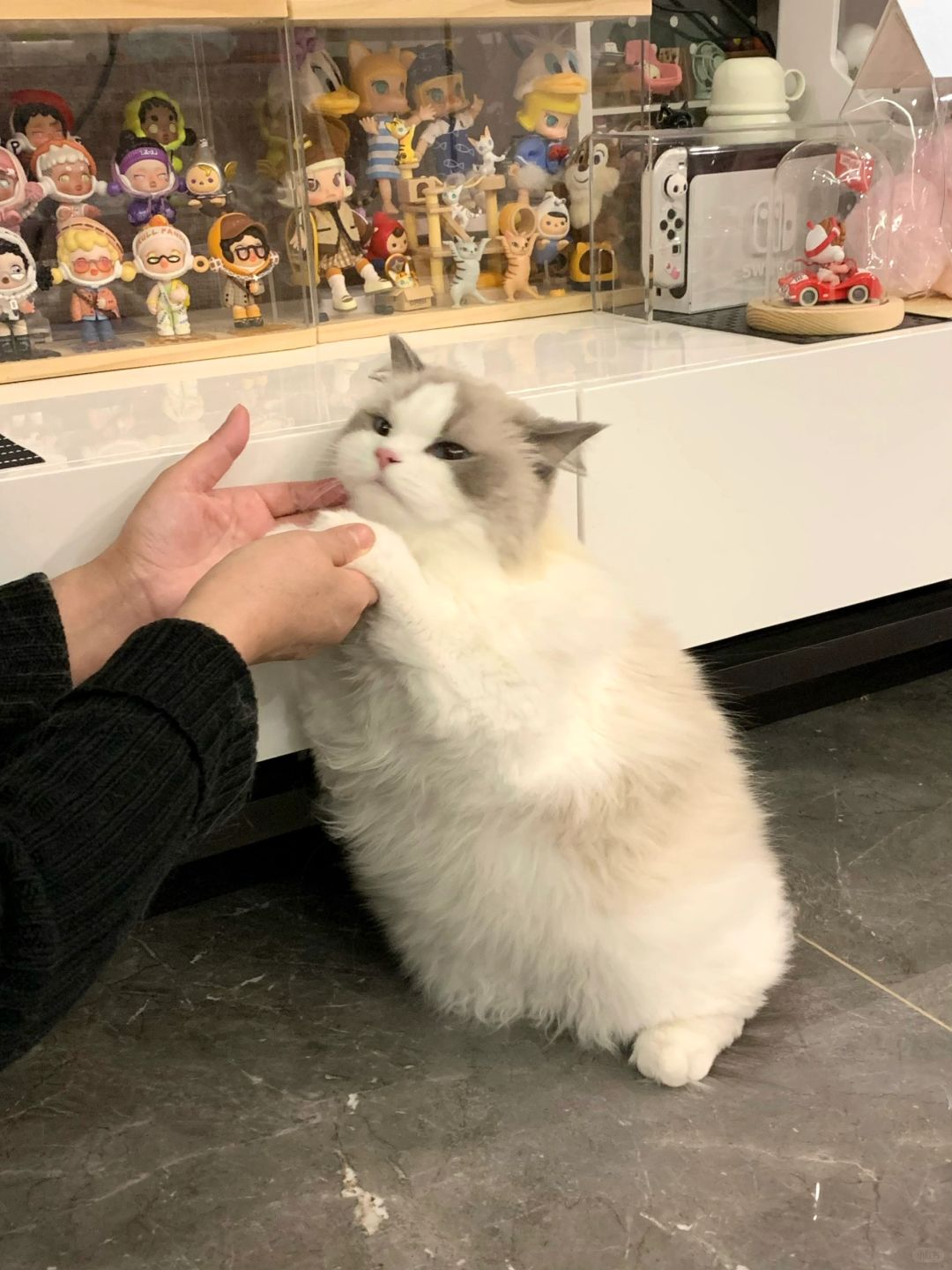 救命🆘怎么有猫猫这么倔啊！！