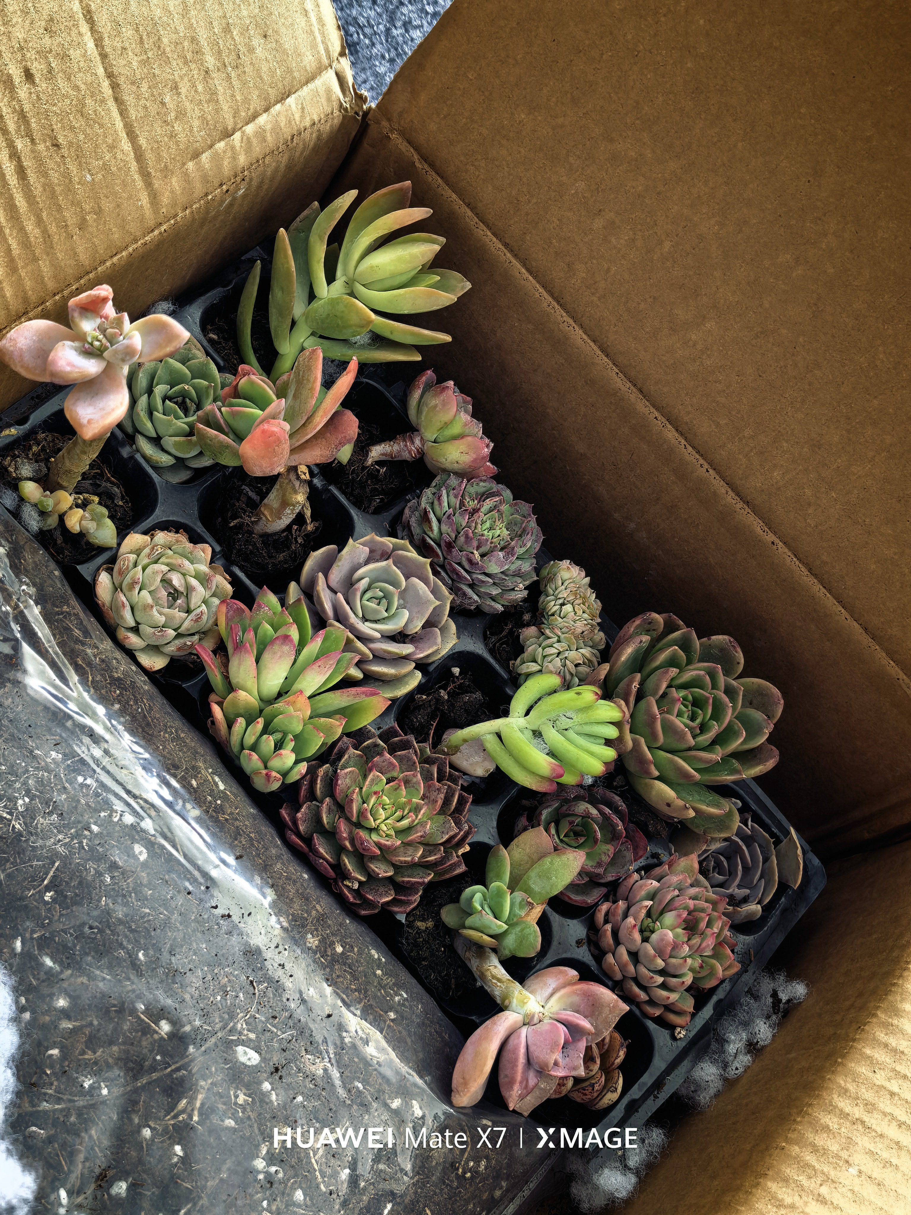 这样的多肉看上去一点都不可爱