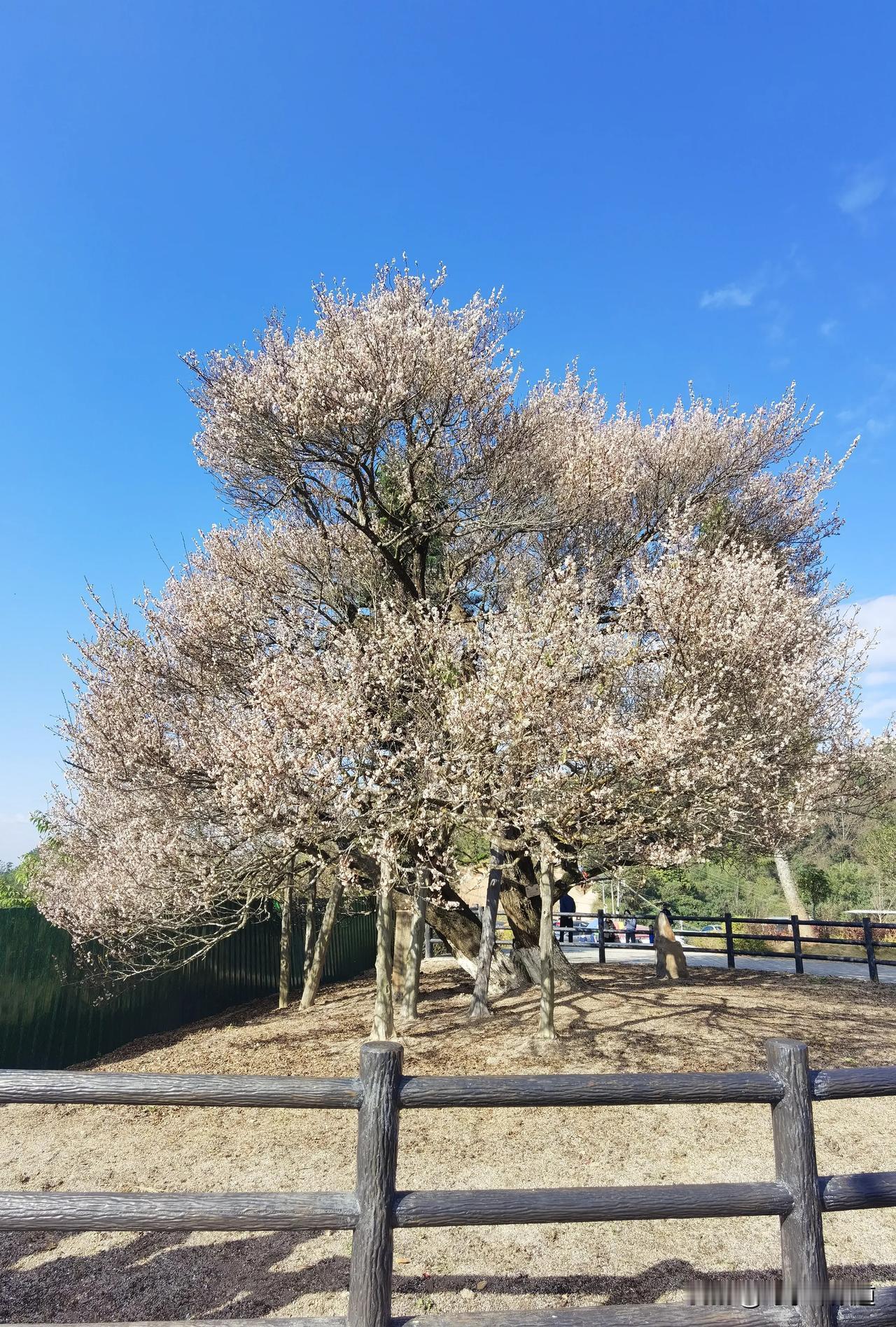 梅州潮塘村千年古梅