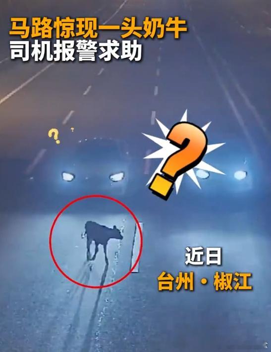 马路上惊现牛犊台州民警化身放牛郎 马路惊现“迷途”牛犊，台州民警秒变“放牛郎”！