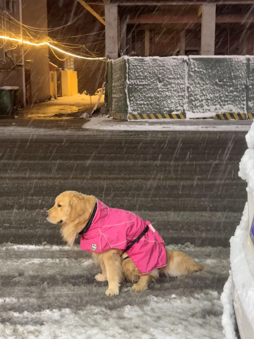 实不相瞒，狗屎是我在雪地里的暖手宝