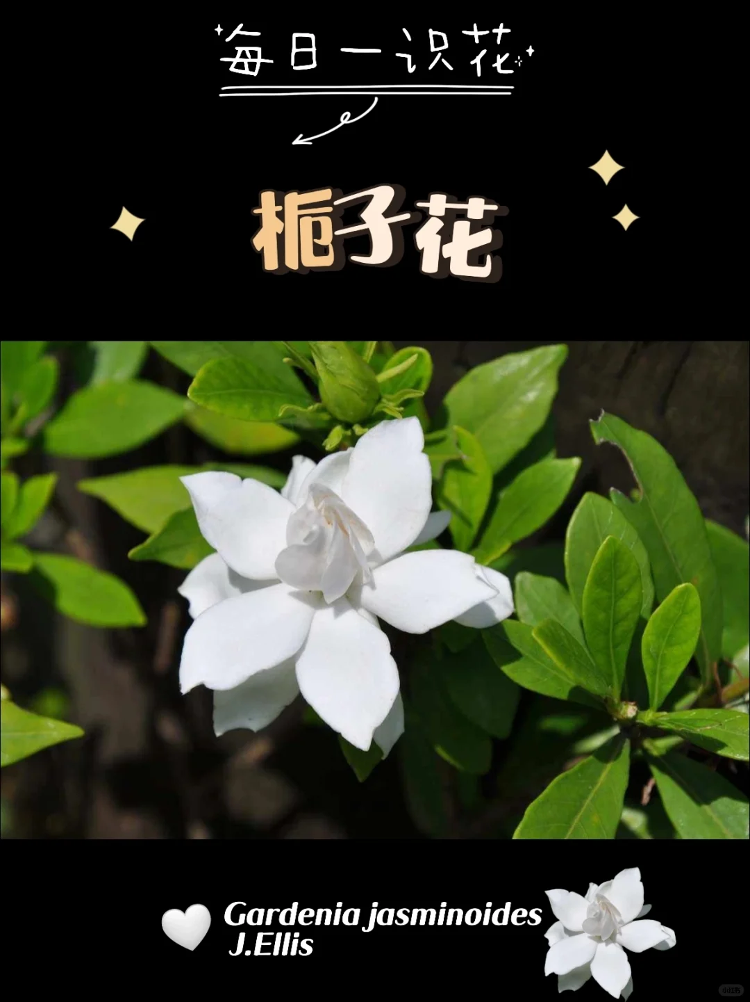 每天认识一种花之【栀子花】day80
