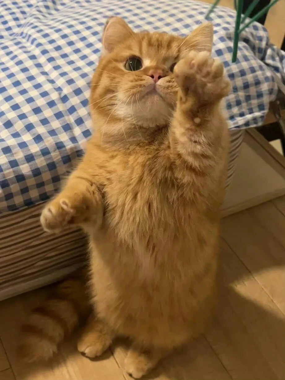 猫咪：过来让我摸摸，你命里有财