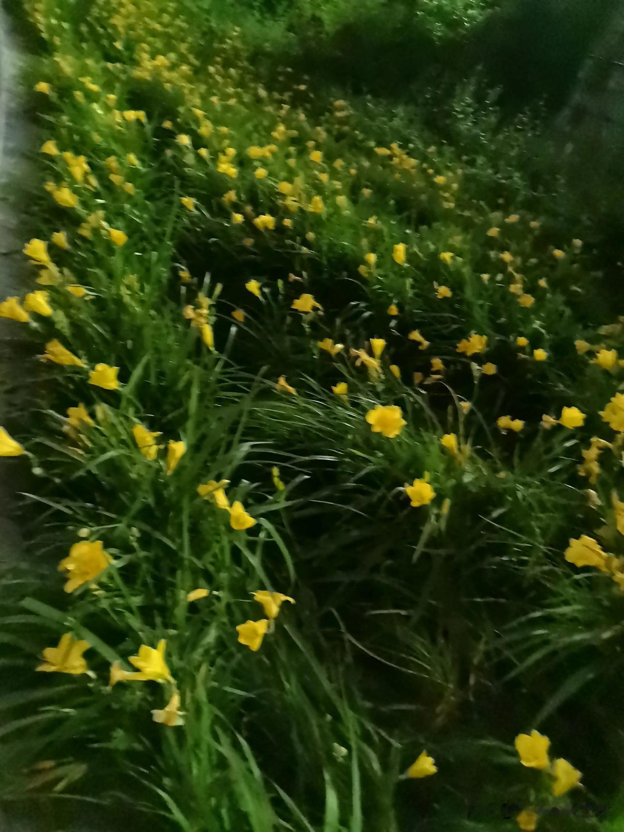 昨天晚上去逛河道，大片大片的“野黄花”金娃娃萱草（观赏萱草） ，开的黄晶晶的。