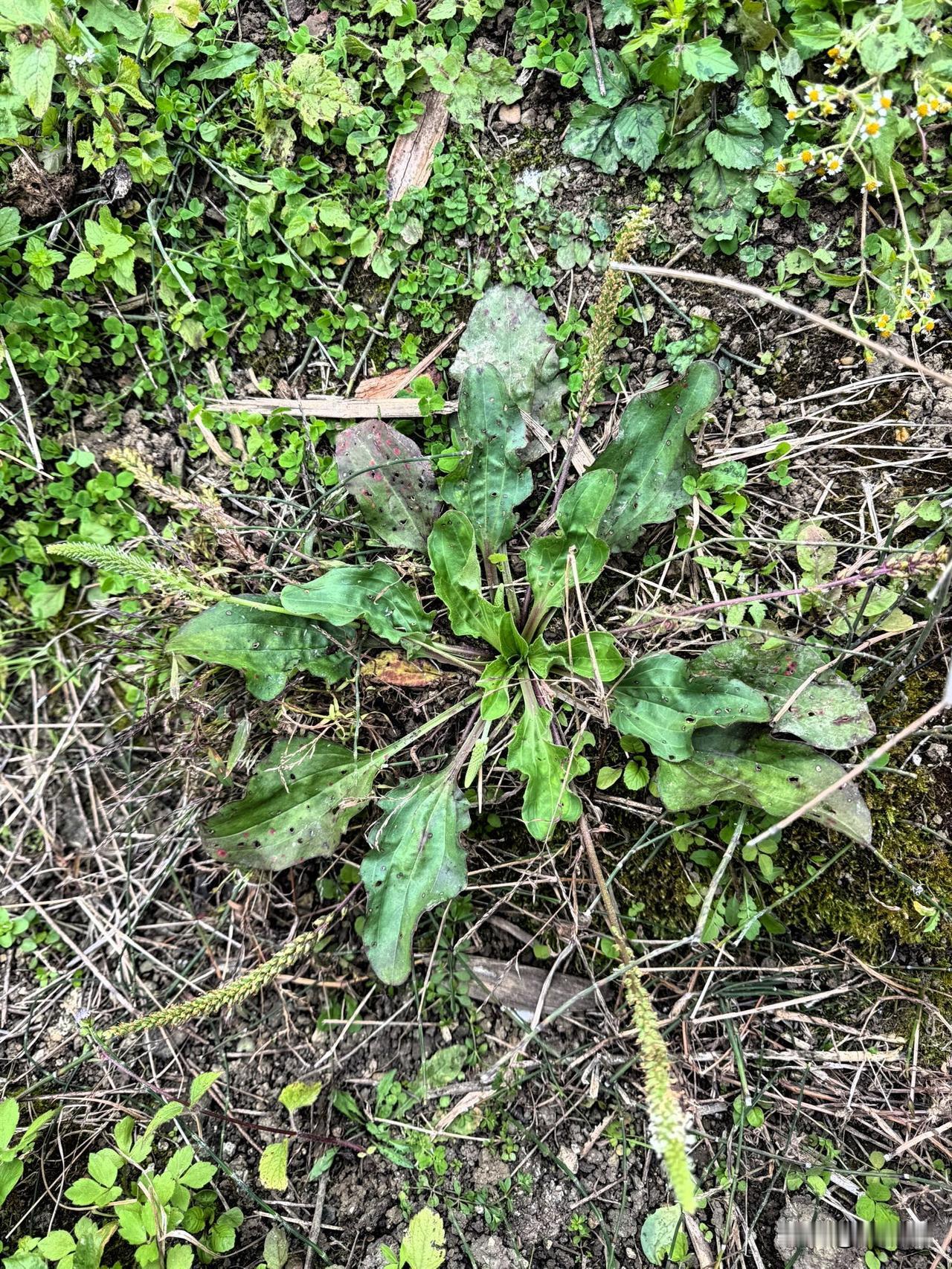老家管这个叫“克蟆叶”，学名叫“车前草”。小的时候，老人们说是一种“中草药”。常