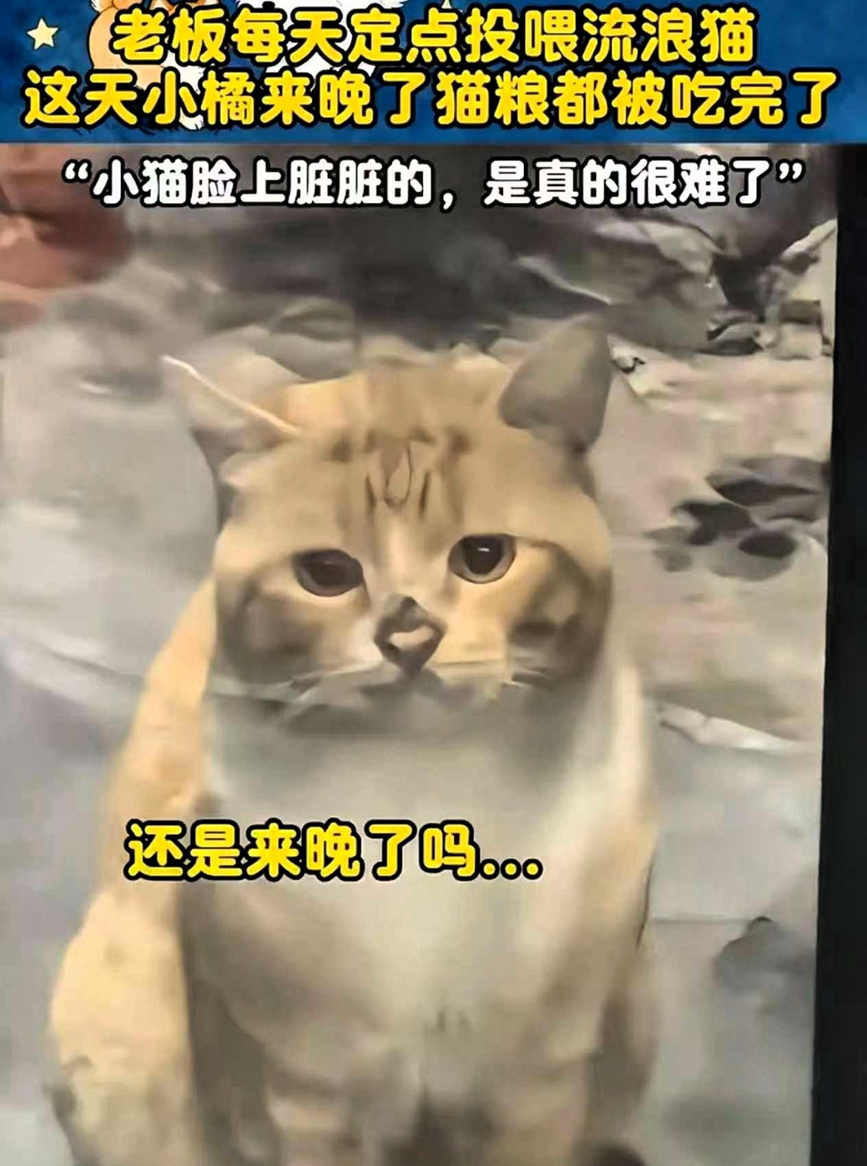 流浪猫因为来晚了，错过了男子的投喂时间，正当它准备饿着肚子转身离开时，男子却带着