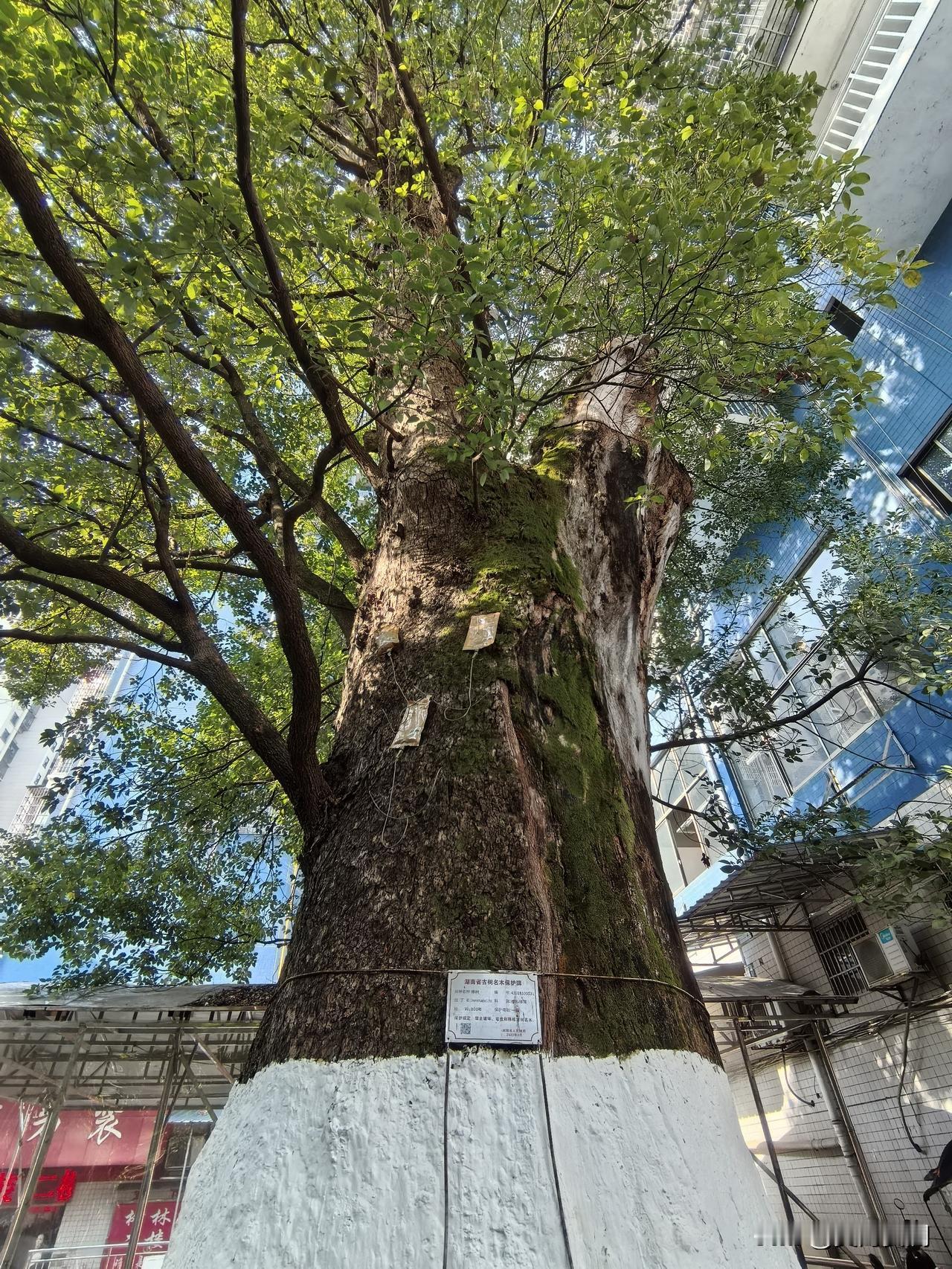 浏阳问津寺（亦称“问津古寺”）坐落于湖南省长沙市浏阳市淮川街道嗣同路37号，始建