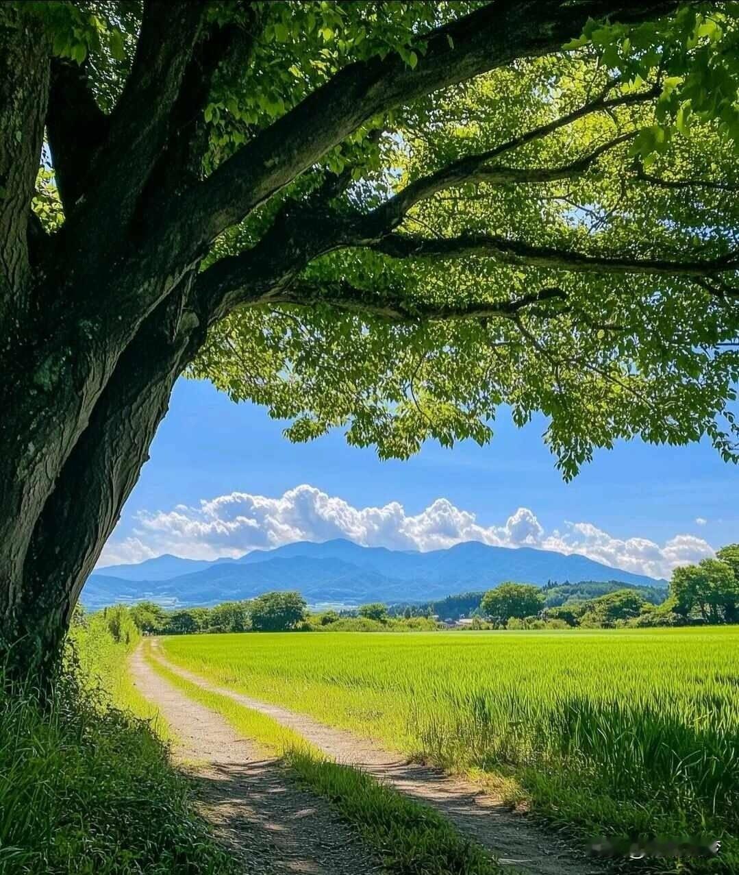 夏天，是绿油油的稻田和蓝天白云。这话搁在别处，是寻常景致，可要是在沙漠里，那简直