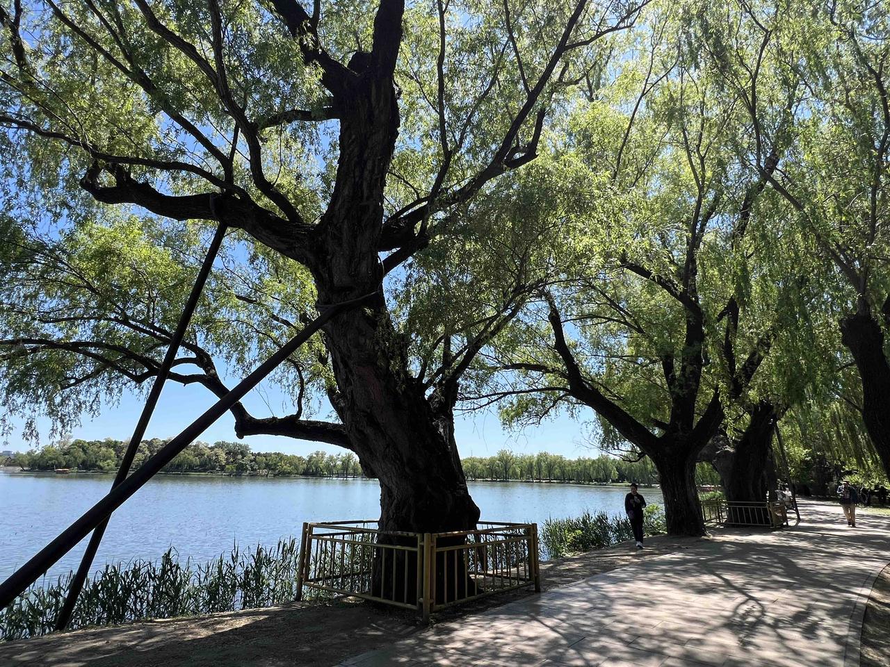 在颐和园西堤北段、靠近西门临湖处，有三棵古柳很显眼。这些柳树植于清乾隆年间，为修