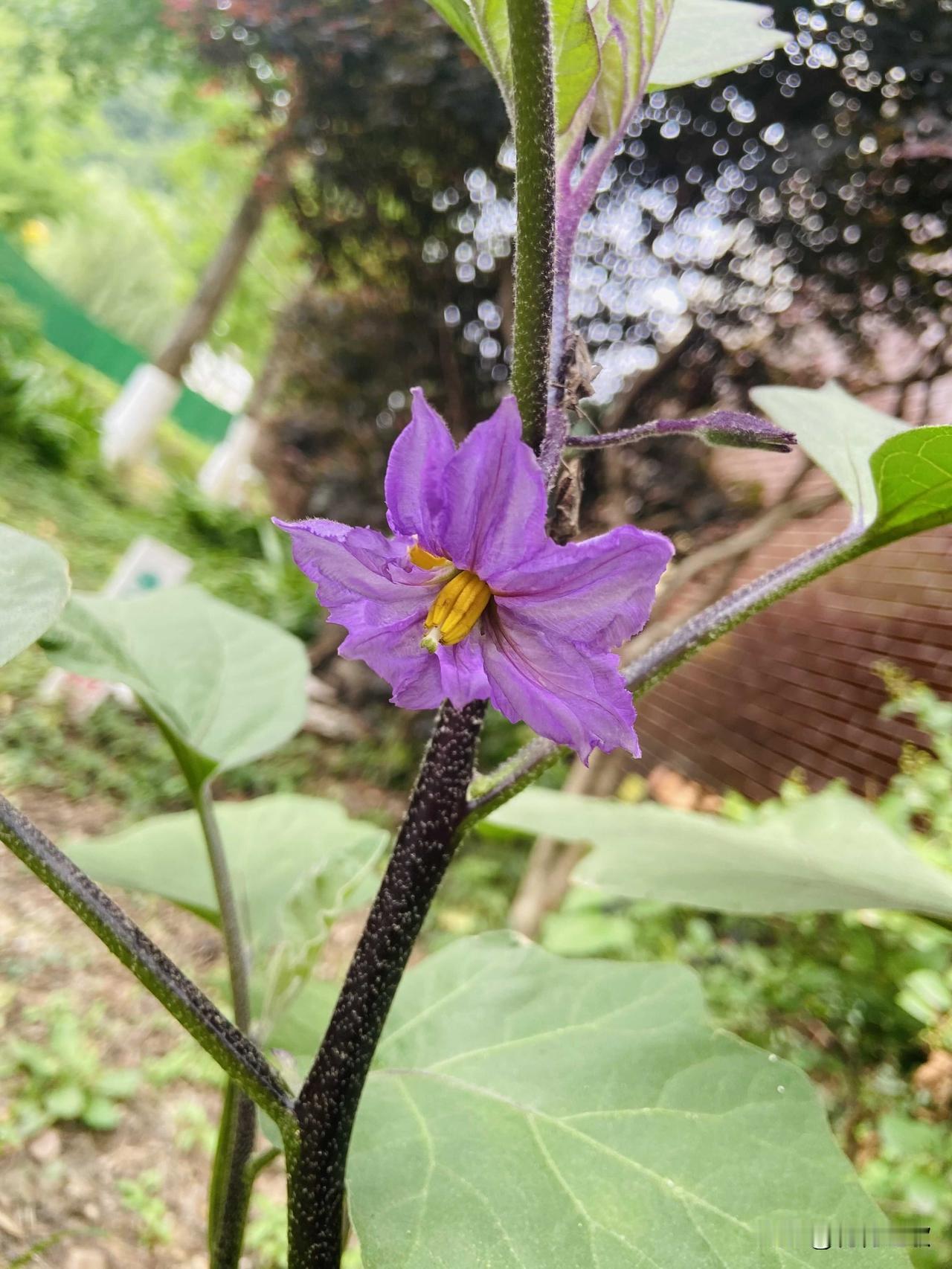 本来是准备去拍之前散步遇见的向日葵🌻🌻🌻结果扔个垃圾，转头就走向了另一个方