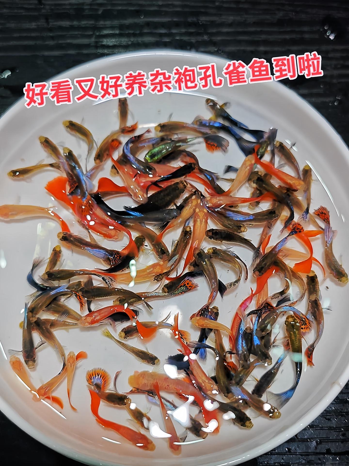 家人们谁懂啊，杂袍孔雀鱼简直是性价比之王！不挑水质，不挑饲料，随便养养...