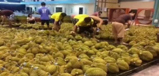 失去中国市场后，大量水果烂在地里卖不掉，现在开始后悔得罪中国！
 
麻烦看官老爷