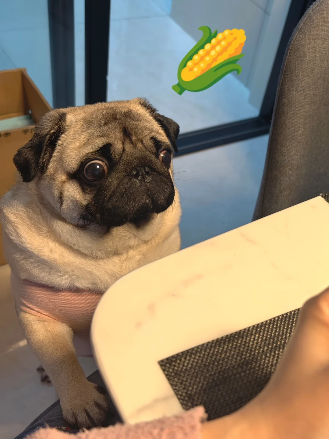 玉米也不给我吃吗？