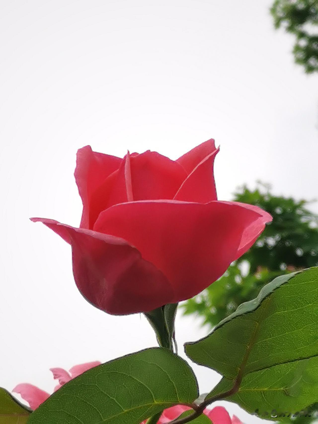 玫瑰花随拍

今儿出门溜达，看到一片超美的玫瑰花海，忍不住随手拍了几张。那红玫瑰