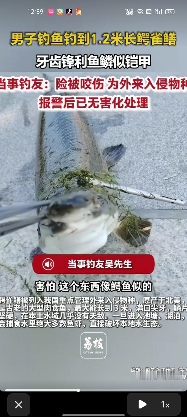 9月15日，山东烟台。网友发视频称，自己钓鱼钓到约1.2米长的鳄雀鳝，牙齿锋利，