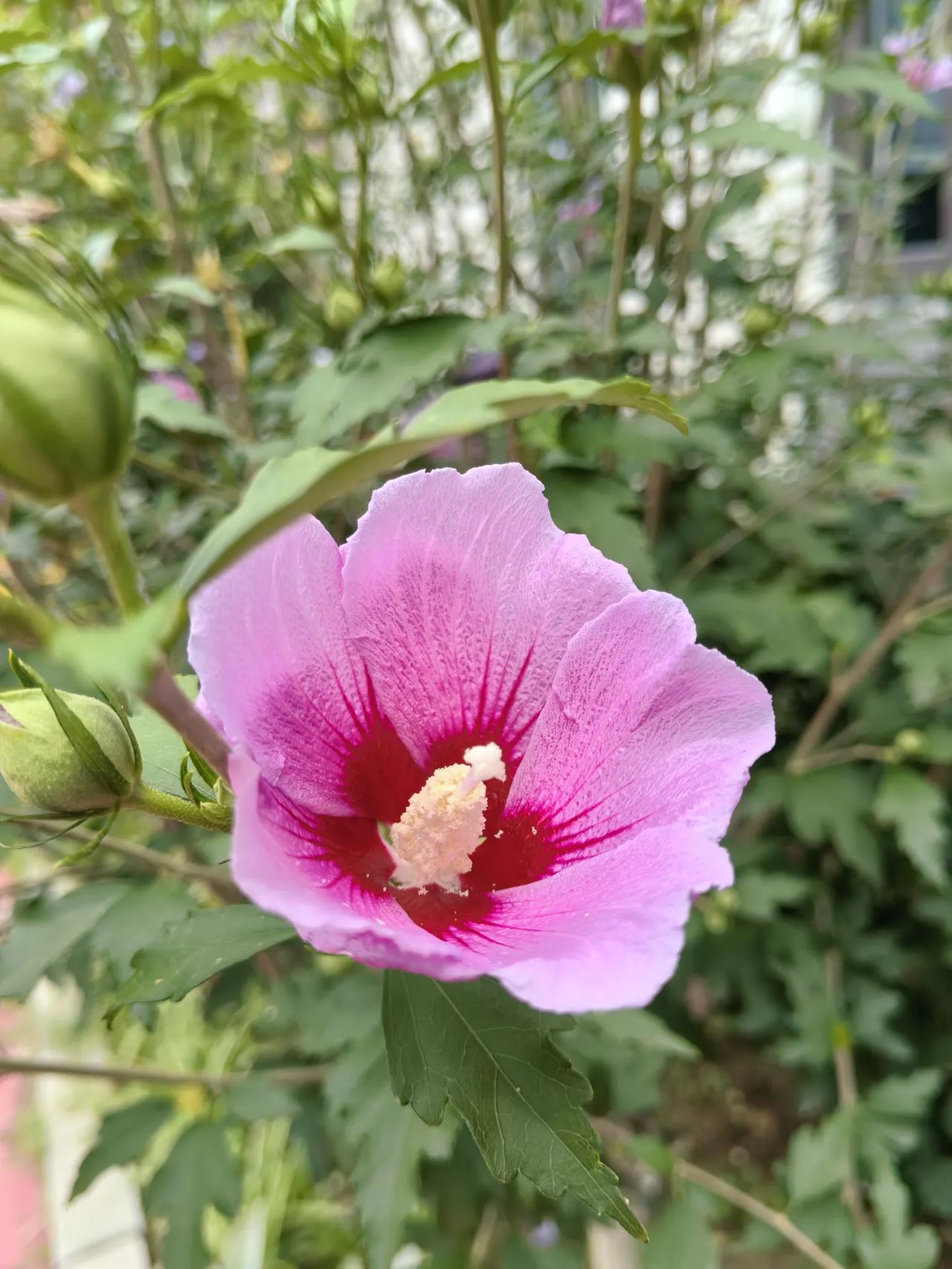 木槿🌺
您说是紫色的木槿花好看还是白色的木槿花好看？
- 紫色木槿花：色彩浓郁