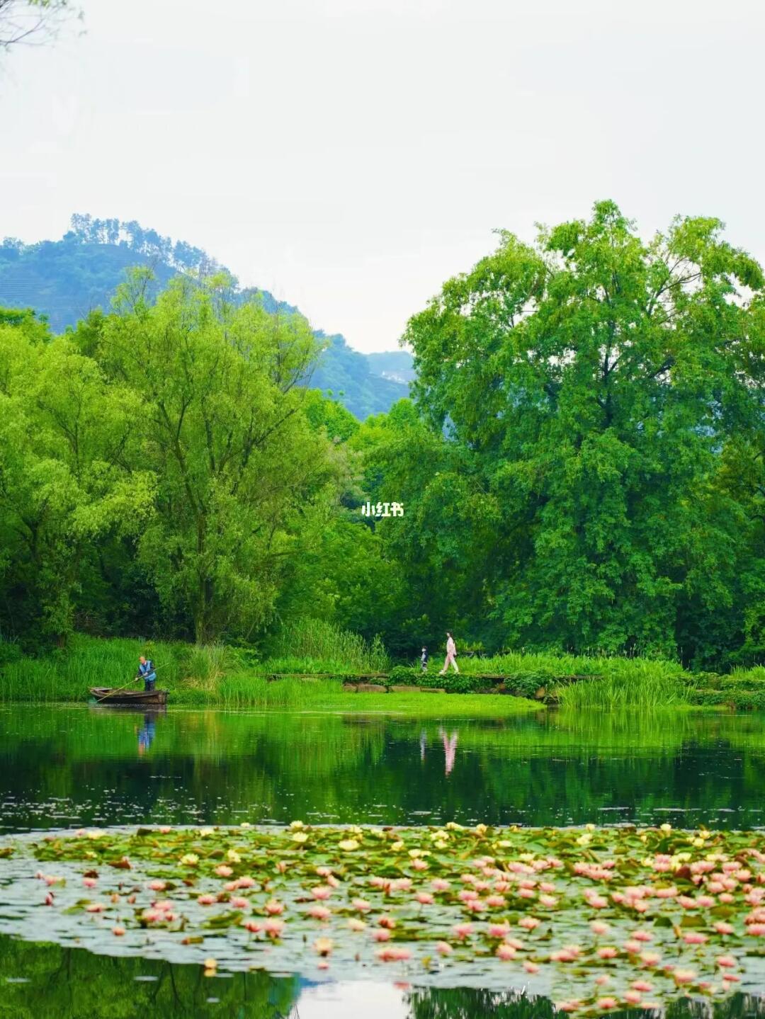 走了西湖9万步，我太爱初夏的茅家埠