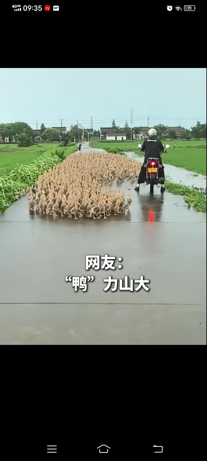 乡间偶遇浩浩荡荡鸭鸭大军
 
江南乡间上演趣味一幕，养殖户赶着上千只小鸭组队返程