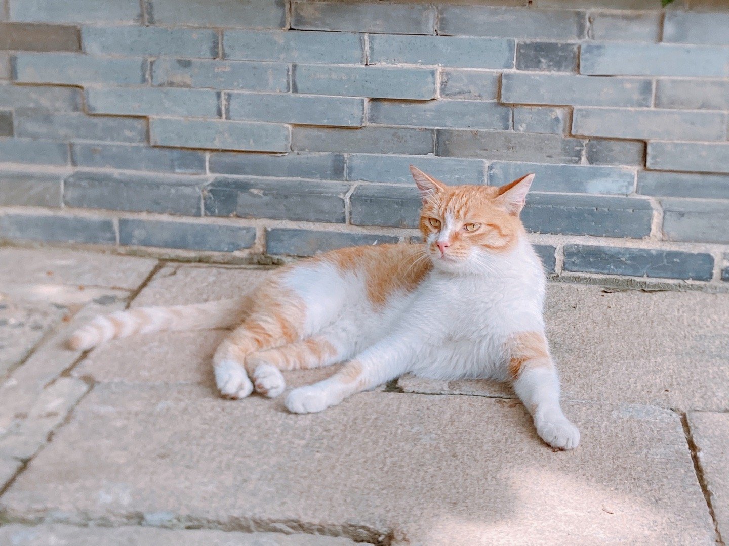 农历十五 三来龙华寺 抄经请许愿带撸小猫子 ​​​