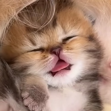 小猫在妈妈怀里睡得好香  歪！！！醒醒！不阔以随地大小睡！！！ ​​​