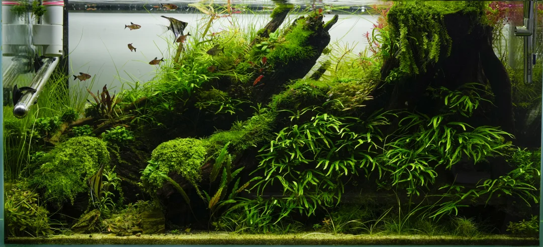 90cm草缸成景全纪录（五）