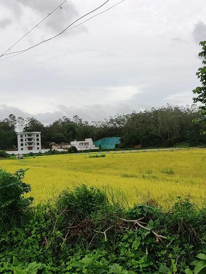随手拍下乡村风光，就像收藏了一份无价的宝藏。就像湖北十堰张湾区方滩乡堵河沿岸，雨