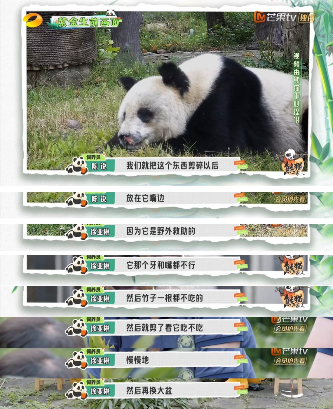 #熊猫紫金的故事看得我嗷嗷哭# 熊猫一家人这一期，再次触动了无数人的心弦。紫金，