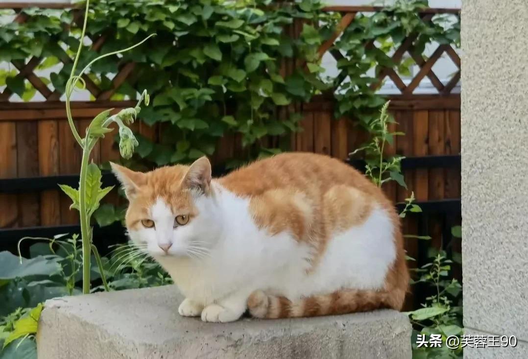 流浪猫的嘴都被喂刁了！
三根猫条，一小包猫粮，一小包鸡肝，它只吃猫条和少许猫粮，