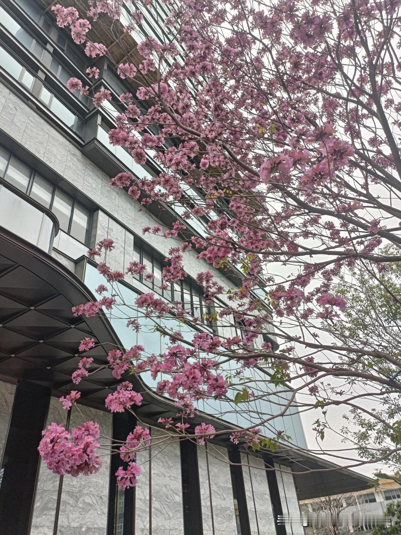 深圳的冬天简直是花的奇迹！当北方还在冰天雪地中盼着春天，深圳的冬日绣球花却开得像