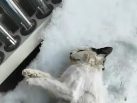 太可怜了，一位阿姨家附近经常有一只流浪猫出现，她也经常投喂它，可最近由于降温，他