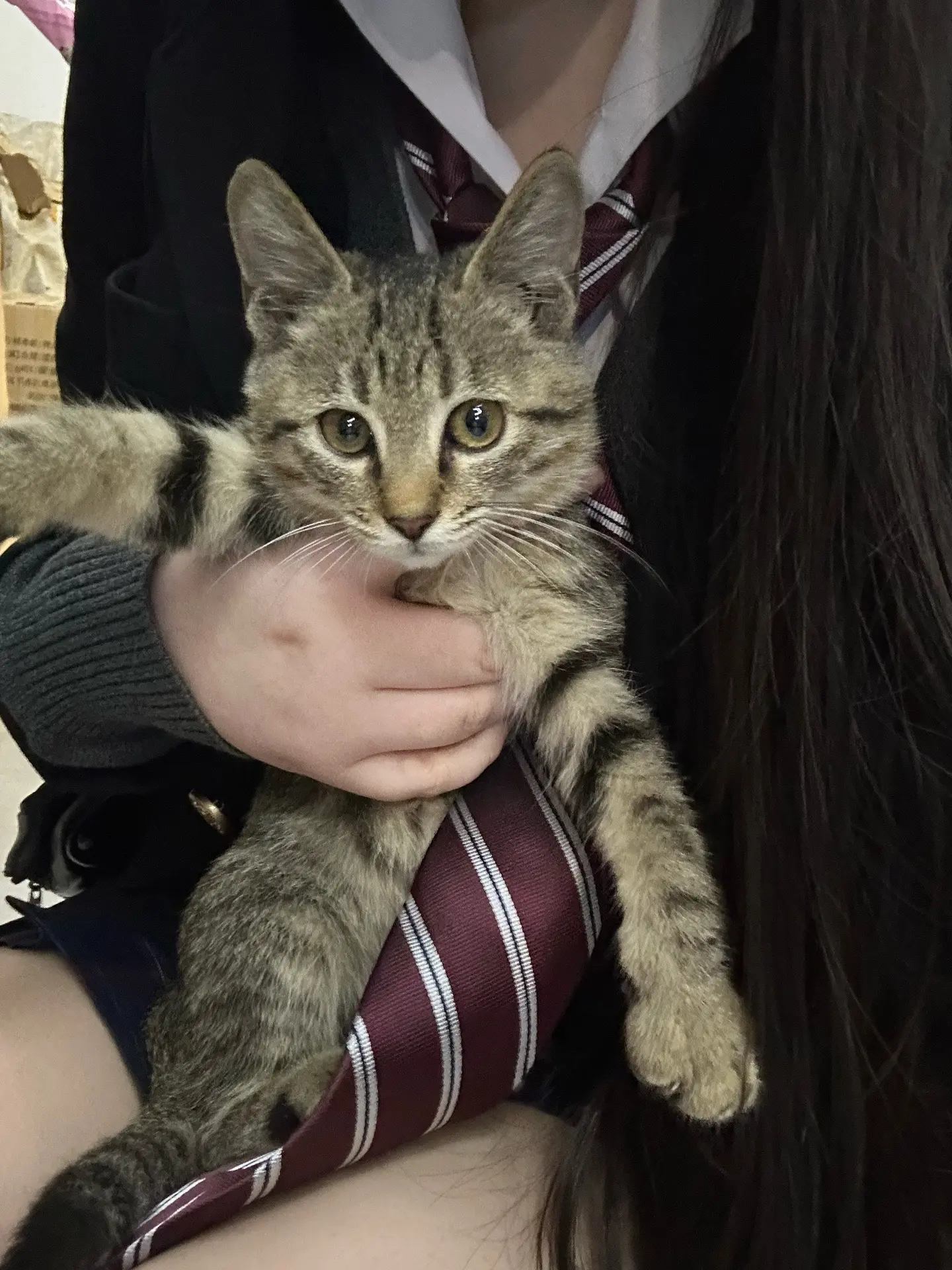 小猫乖乖。