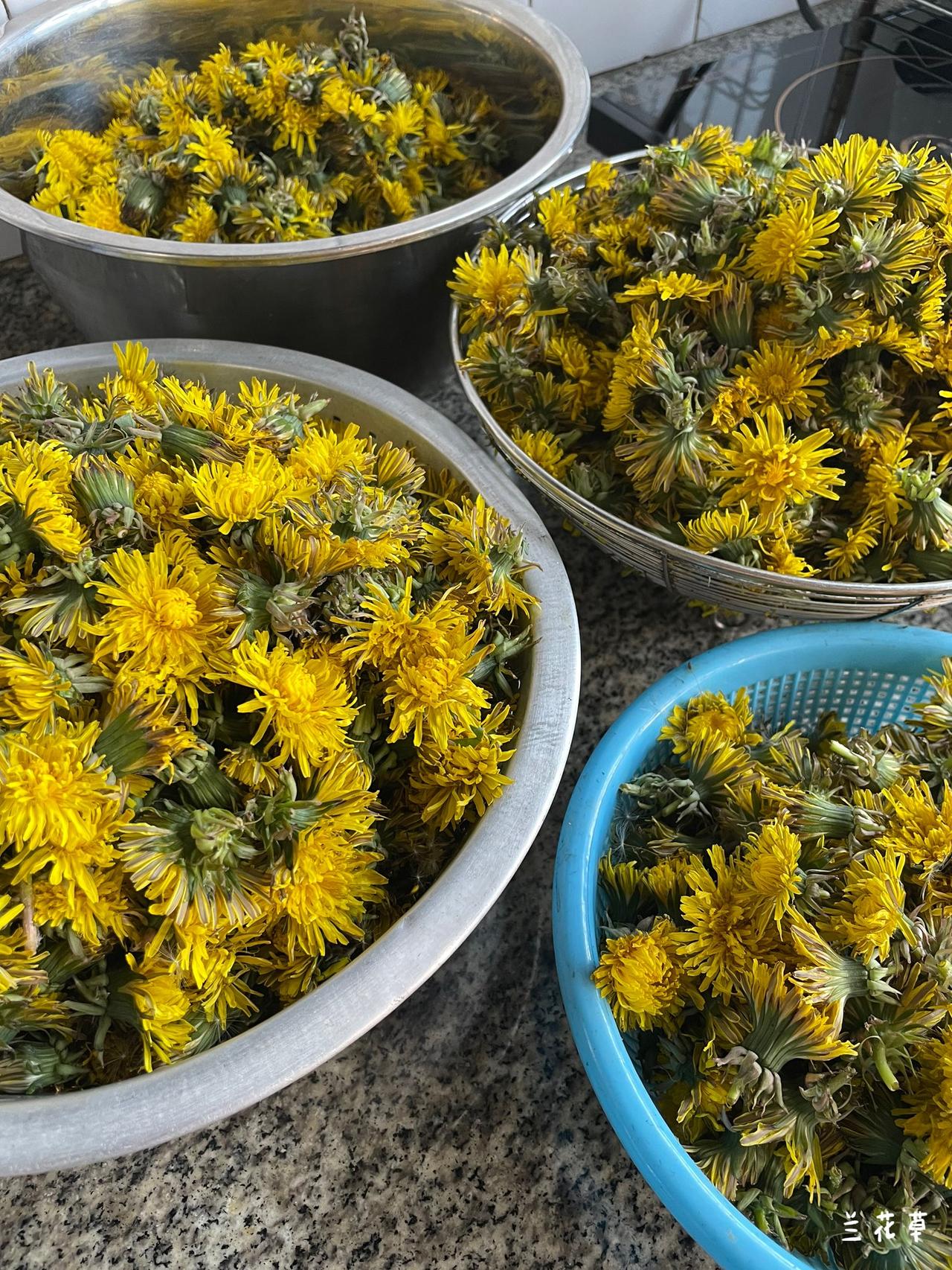 想问一下，蒲公英的花朵制成花茶，能有什么功效？