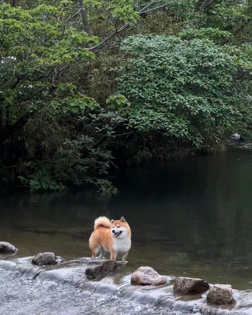 遛狗歌愿作五陵儿，生逢盛代时。斗鸡随犬乐，家国两不知。张凌赫王玉雯有情人终成兄妹