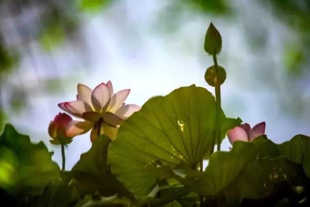 “今天飞花令｜主题【非、关】古诗词 ”                     