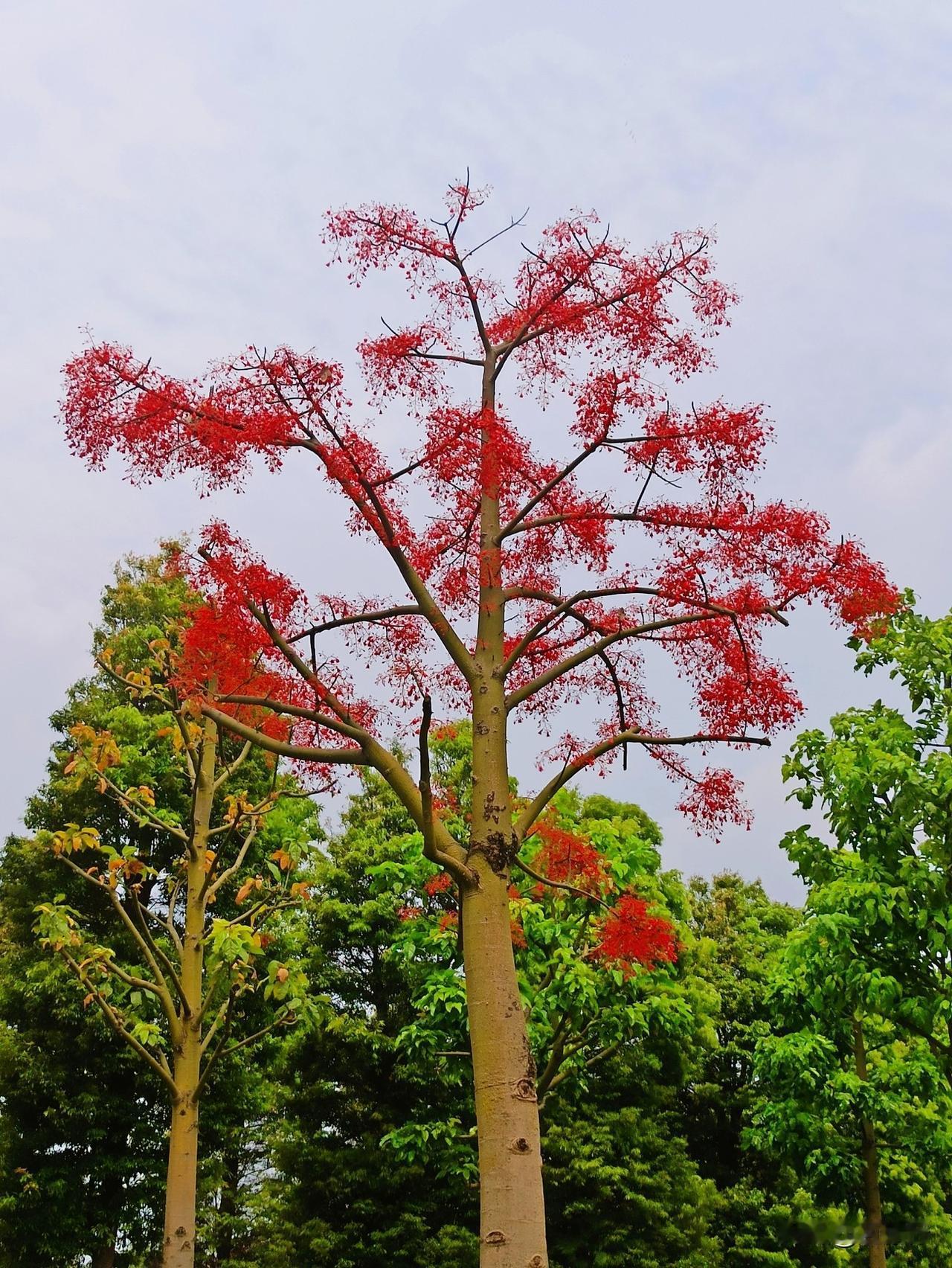 河畔花树。在云南弥勒甸溪河公园发现一种红花树，树上开满鲜艳的红花，煞是好看，也有
