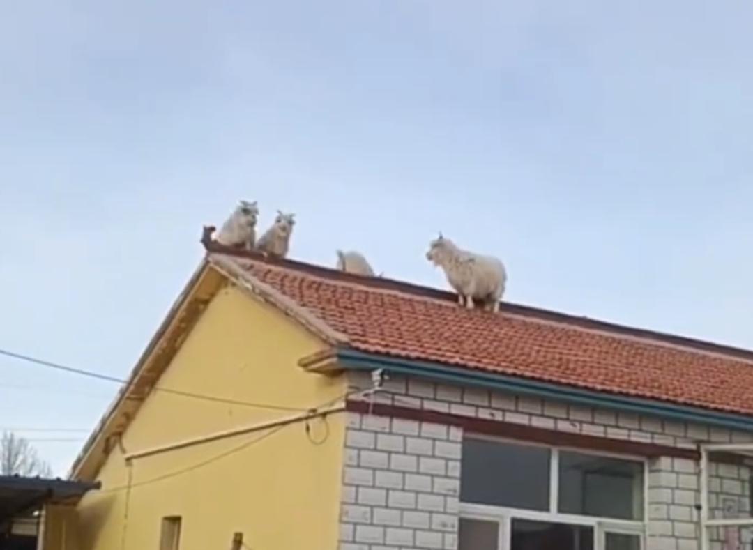 羊上树，没见过。那么羊上房，就是羊跑到房顶上上的那种，更没见过了！
前不久，内蒙