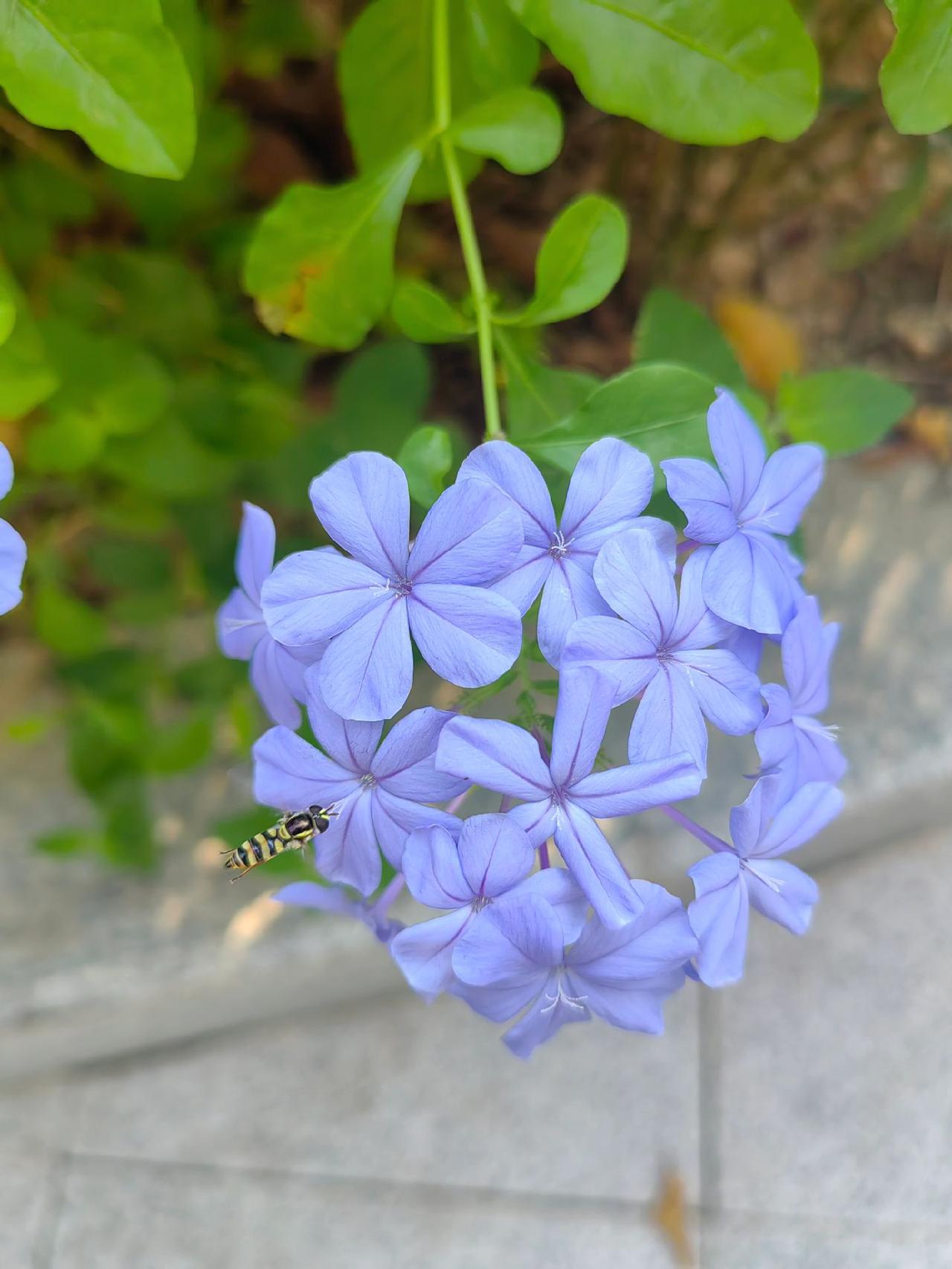 勤劳的小蜜蜂，正在蓝花上采蜜！手机摄影 麻辣姬姒色彩风格之手机摄影 大家好，本期