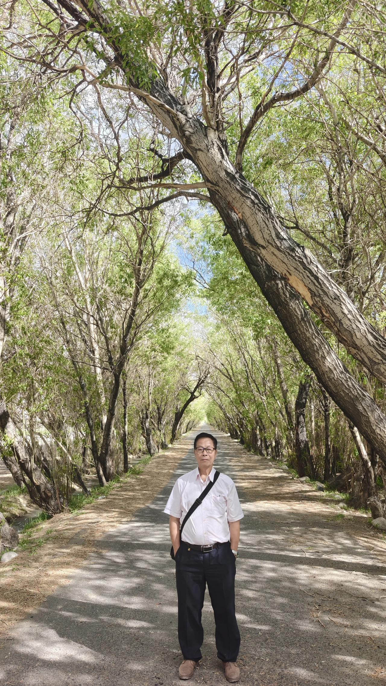 打卡新疆胡杨的正确姿势我真不知道什么是新疆胡杨的正确姿势，我只是广州一个77岁的