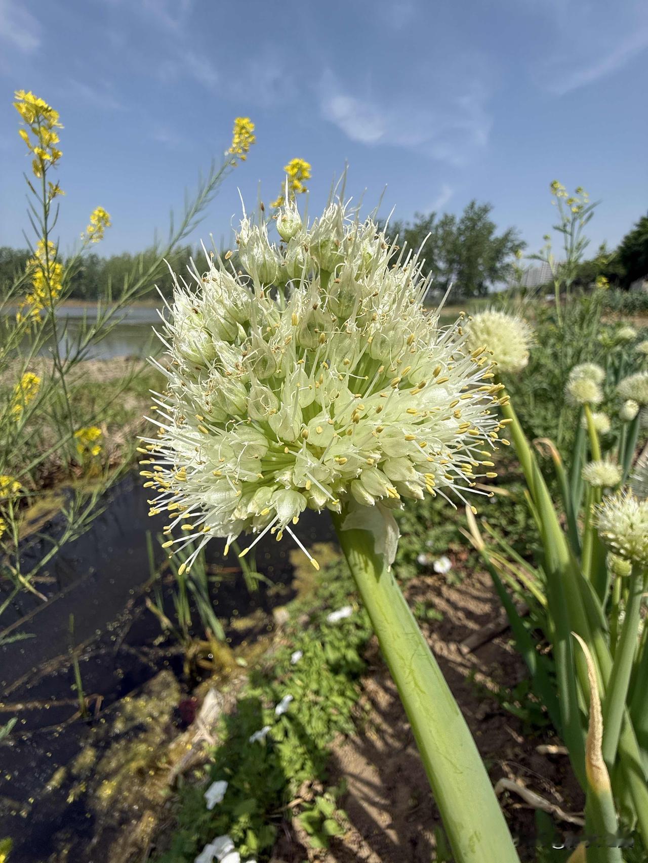 【小对联】
上：……？
下：乐章。