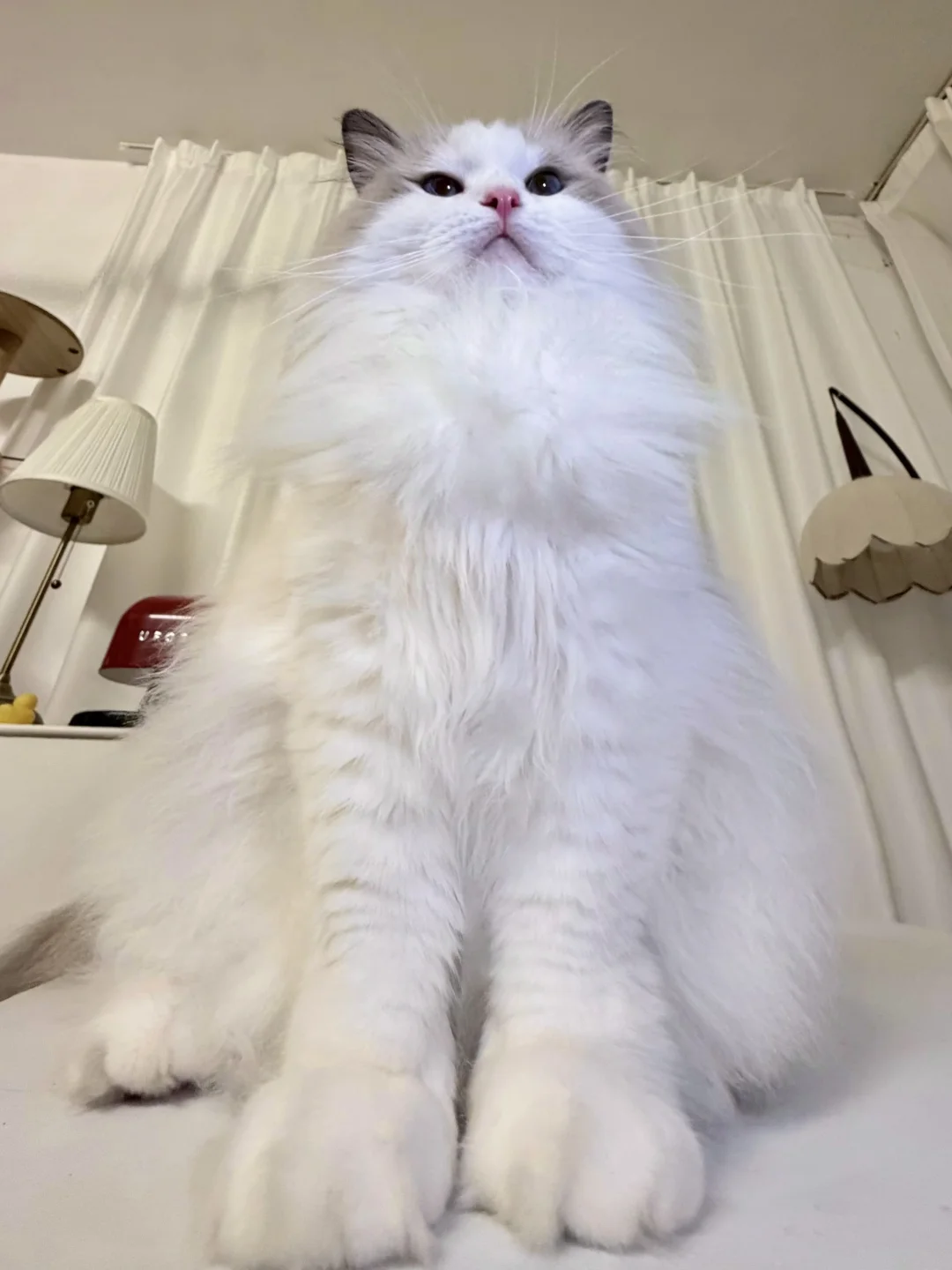 参见咪咪大王，猫大王万岁万岁万万岁