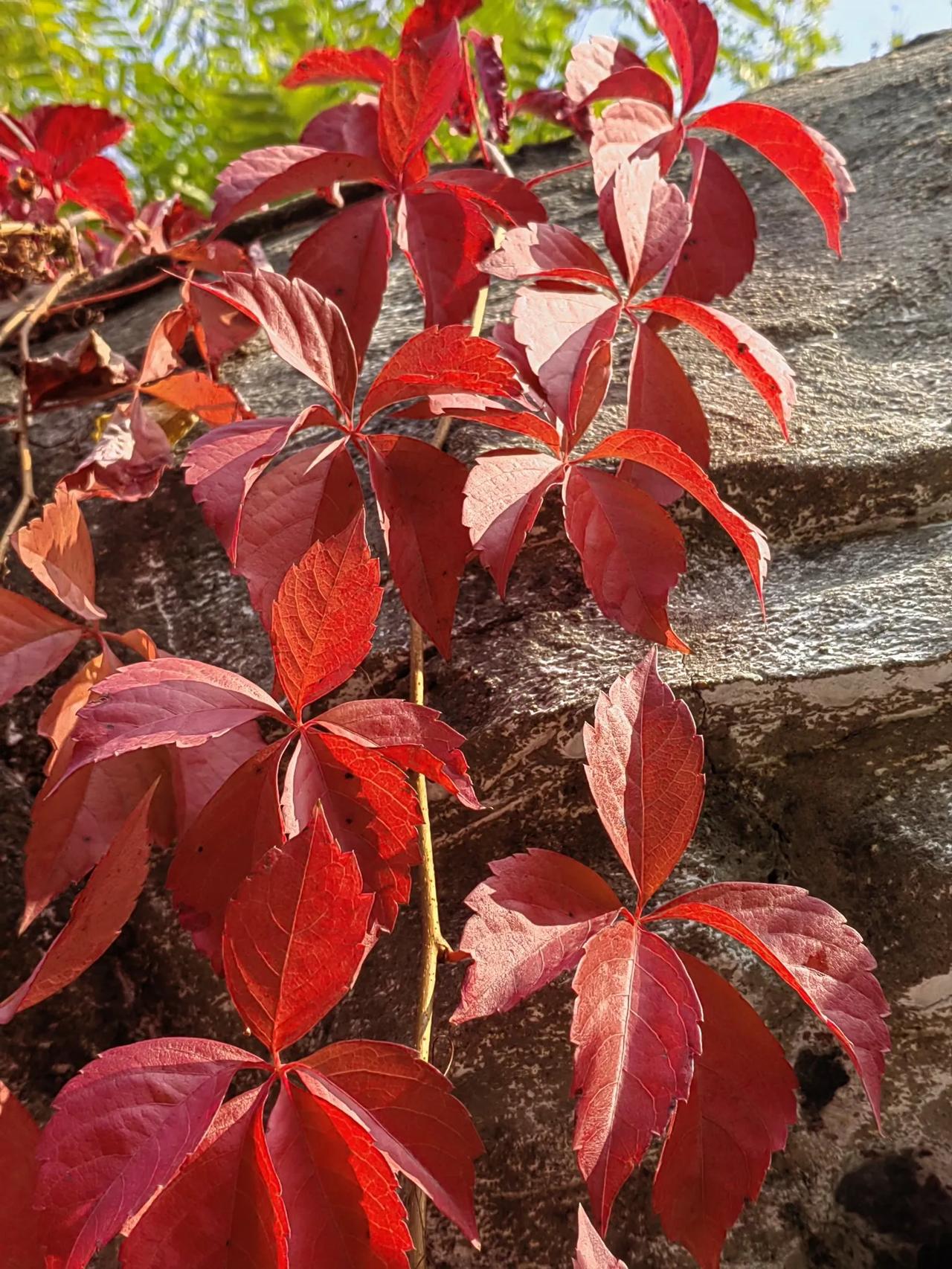又到了一年爬山虎粉墨登场的时候，那诱人的红红黄黄给秋披上了一件美丽的霓裳，也是我