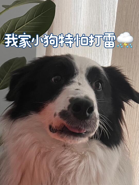 一打雷，边牧小狗就变身地鼠钻洞🤏