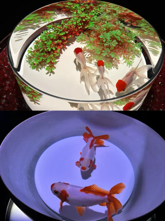 沉浸式美学体验金鱼文化展