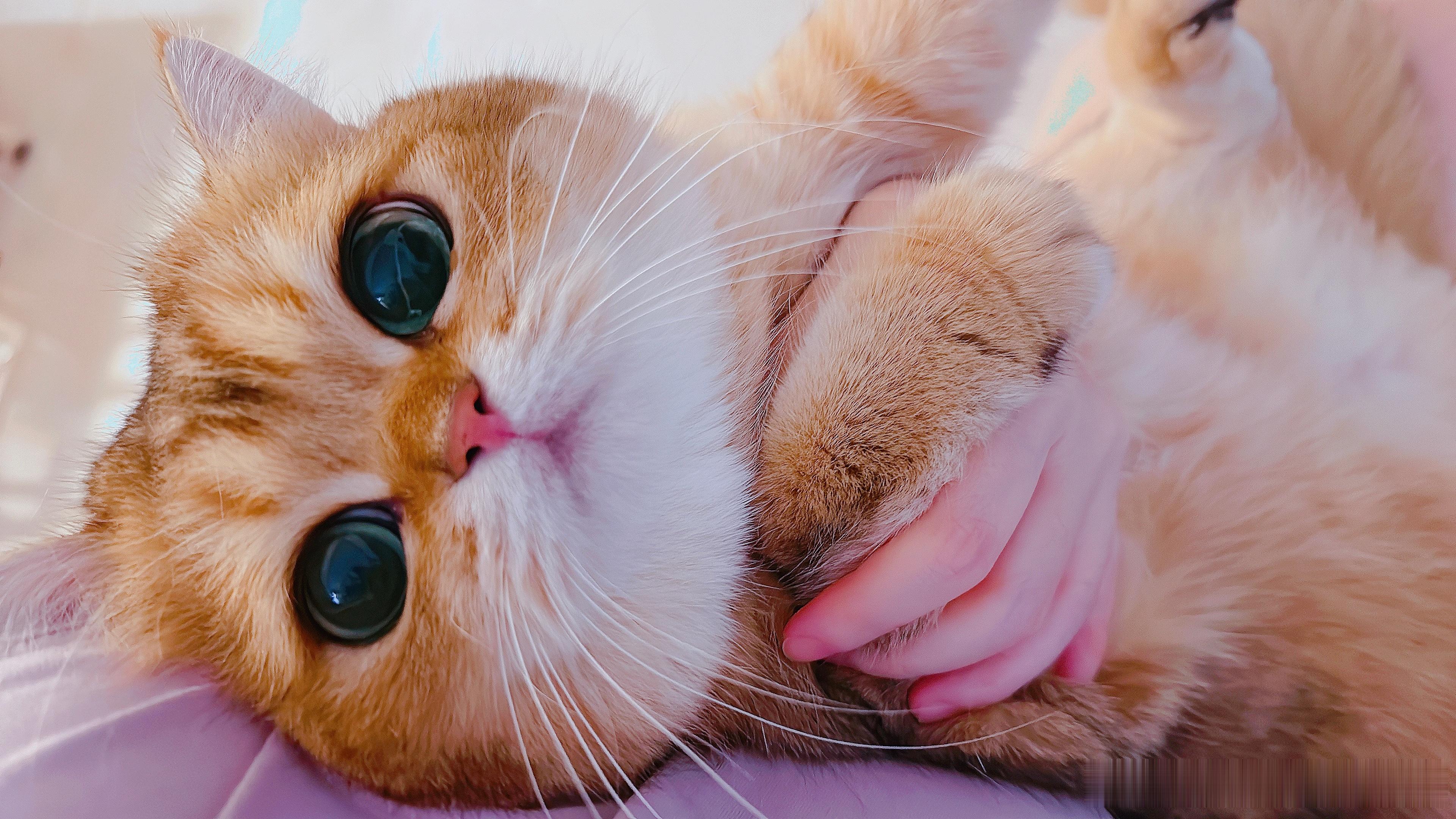 掌上明猪 ​​​