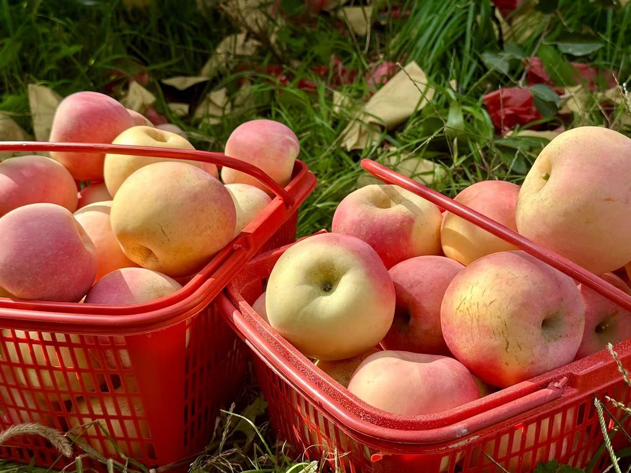 苹果挂满枝，山楂迎风笑！金秋十月，鹿泉响当当果园尽享采摘之乐

秋风送爽，果香四