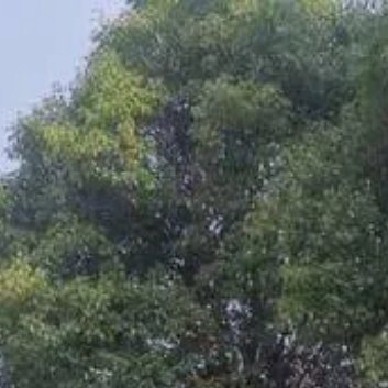 种植 🌳香樟栽植方式主要有以下两种：1. 种子种植：在10~11月采种，次年春
